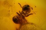Fossil Ants (Formicidae) and a Large Spider (Araneae) In Baltic Amber #139086-3